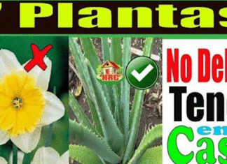 Plantas